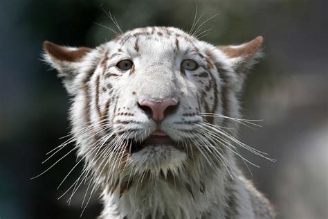The Facts On White Tigers Inbreeding For Beauty And Tourism Dollars