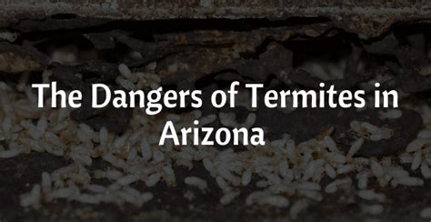 Can Termites Survive Through Arizonas Intense Summer Temperatures