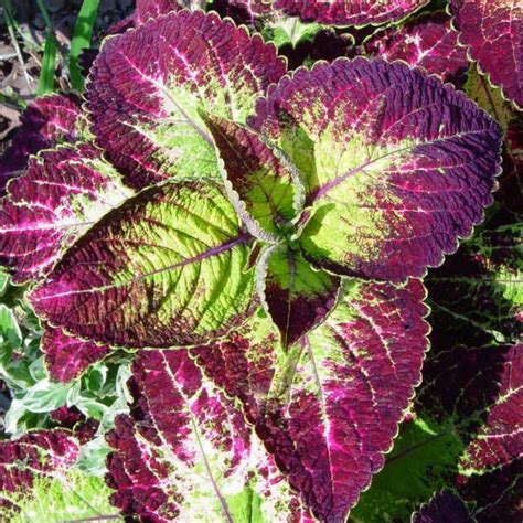 Coleus Jade Beds And Borders