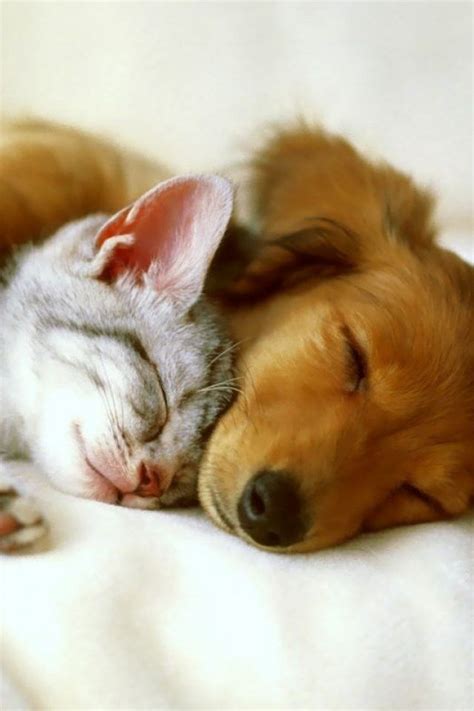 Dog And Cat Together Looking So Cute Ifttt2aghbqj Dogs