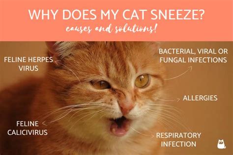 Why Does My Cat Sneeze Causes And Solutions