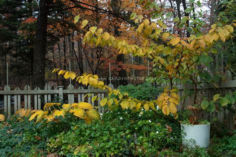 Autumn Garden With Fall Foliage Colors Of Hostas And Hamamelis Pallida