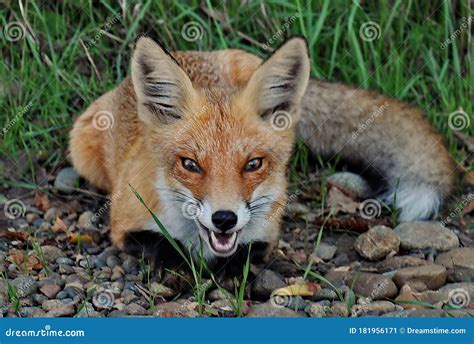 Red Fox Puppy In Search Of Food Stock Image Image Of Hungry Food