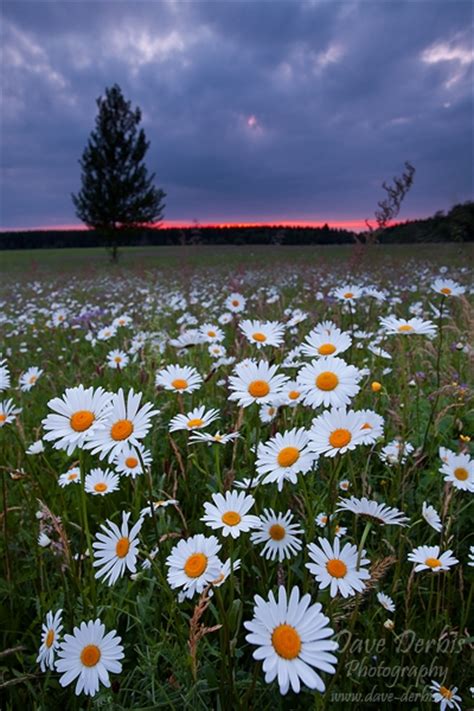 Summer Evening Harz Dave Derbis Photography