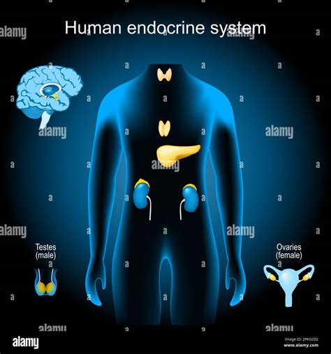 Glándulas De Un Sistema Endocrino Humano órganos Internos Realistas En Torso Azul De Rayos X