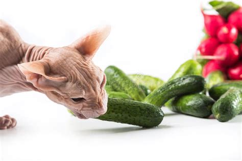 funny cat and red tomato stock image image of medicine 42995615