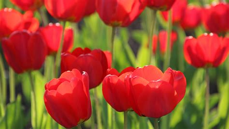 Red Tulips 4k Wallpapers Hd Wallpapers Id 19309