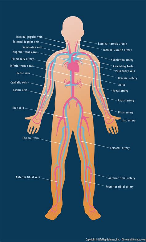 A given organ's tissues can be broadly categorized as parenchyma. Cardiovascular/Circulatory System