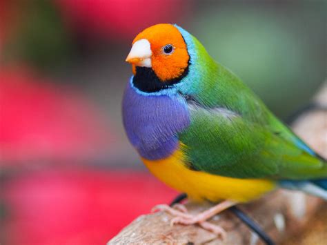 Gouldian Finch Wallpapers Animal Hq Gouldian Finch Pictures 4k