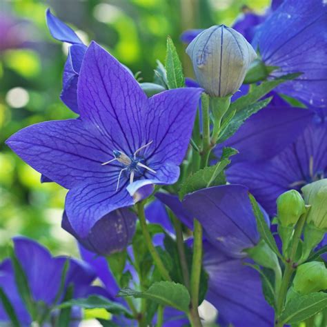 Balloon Flower- Tall Blue seeds | The Seed Collection