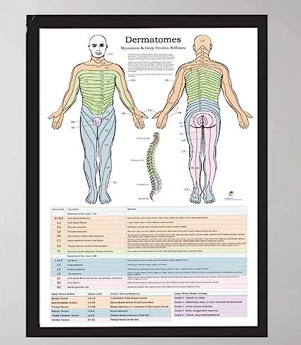 Amazon Com Dermatomes Canvas And Poster Myotomes And Dtr Poster And