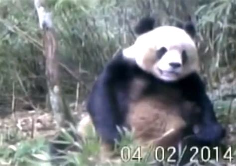 Captan Por Primera Vez En Video A Un Oso Panda Masturbándose