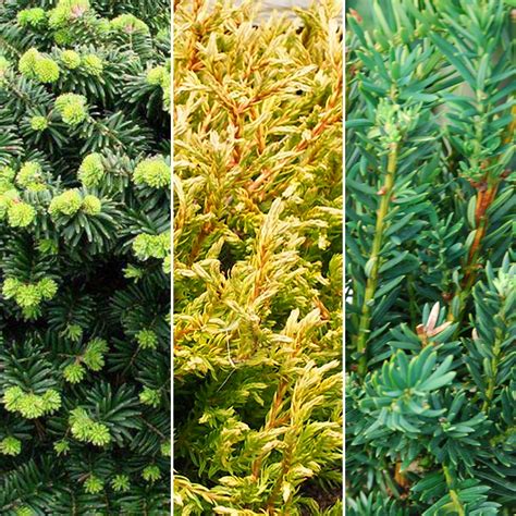 6 X Evergreen Conifer Plant Mix Hardy Outdoor Garden Shrubs 9cm