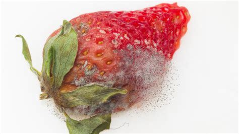 What Causes Mold On Fruit