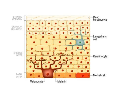 Skin Cell The Definitive Guide Biology Dictionary