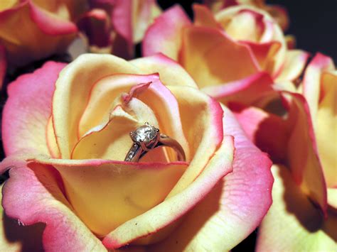 Engagement Ring In Roses Free Stock Photo Public Domain Pictures