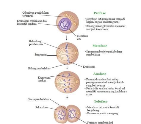 Gambar Mitosis Dan Penjelasannya Terbaru