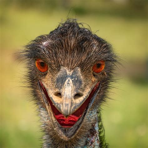 Bird Emu Animal Free Photo On Pixabay Pixabay