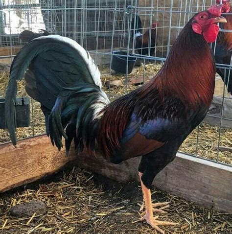 Cowan Kelso Game Fowl Fighting Rooster Rooster Breeds