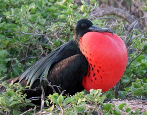 Santiago Frigate Bird Galapagos Islands Ecuador Travel Photo