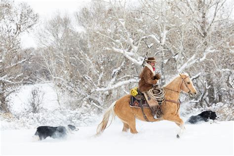 Cowboy Riding His Horse In Winter Photograph By Darrell Gulin Fine