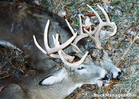 Hunter Shoots Two Locked Bucks In Illinois