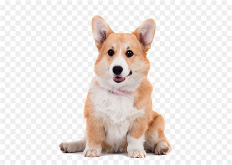 That factors into the price of a purebred dog. Cardigan Welsh Corgi Price: (Price, Care, Facts, Information)