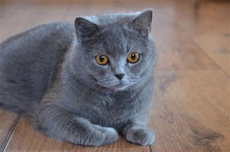 Finding British Shorthair Breeders That You Can Trust Kittentoob