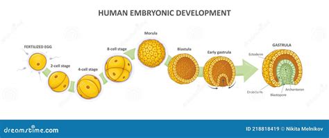 Rozwój Embrionalny Człowieka Lub Embriogeneza Człowieka Od Zygota Do