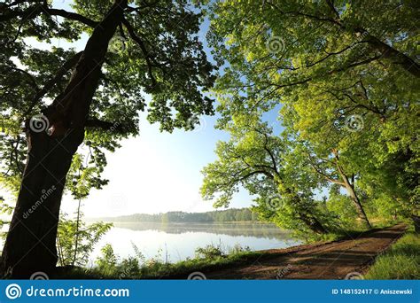 Oak Trees Covered With Fresh Leaves At The Edge Of The Lake On A Sunny