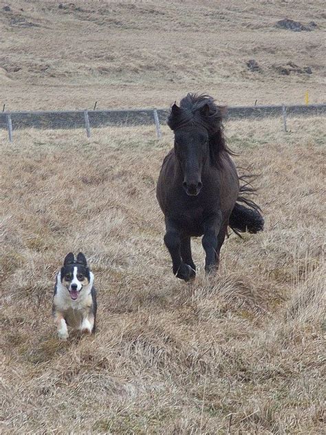 178 Best Dogs And Horses Together Images On Pinterest