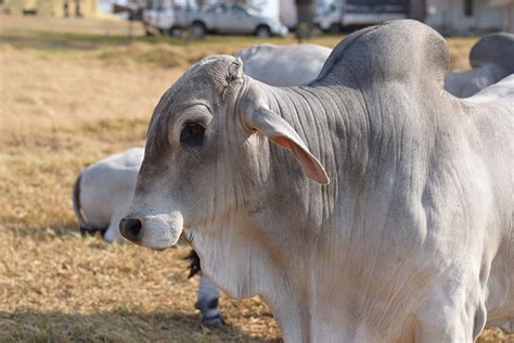 Brahman Cow Breed All About Cow Photos
