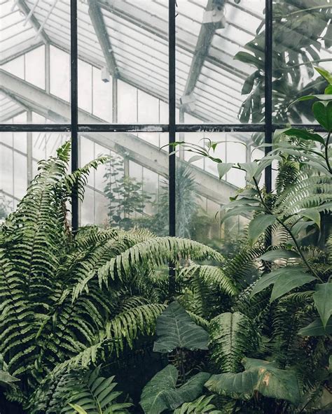 Download Indoor Gardening Greenhouse Ferns Plants Wallpaper