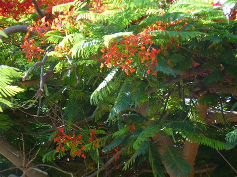Mimosa Tree With Orange Red Blooms Explore Drewspencers Flickr