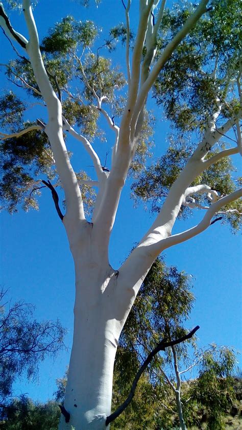 Species Identification Is This Tall White Tree In Central Australia