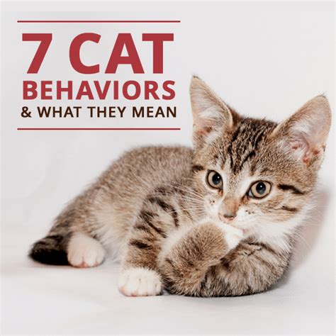 7 Cat Behaviors And What They Mean