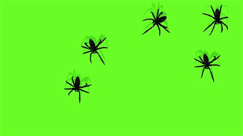 Animation Of Spiders On Green Screen Creepy Stock Motion Graphics Sbv