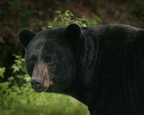 Americanus Ursus Bear Free Photo On Pixabay