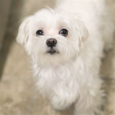 Adorable Maltese Maltese White Dog Breeds Dog Breeds Cute Cats And