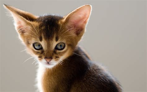 Wallpaper Long Ears Cat Close Up 1920x1200 Hd Picture Image