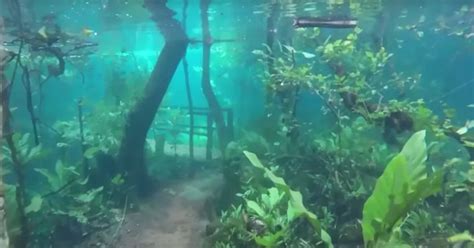 Incredible Underwater Rainforest In Brazil Looks Like The Stuff Of