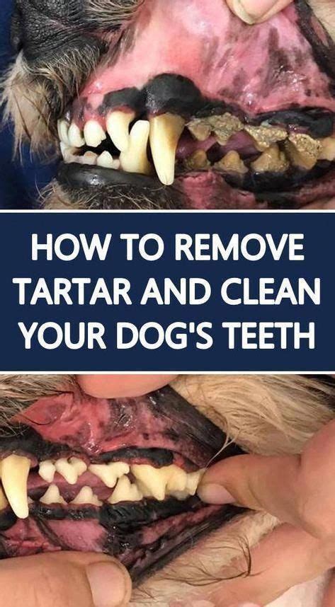 Yes You Need To Clean Your Dogs Teeth Because Dental Care Is Very