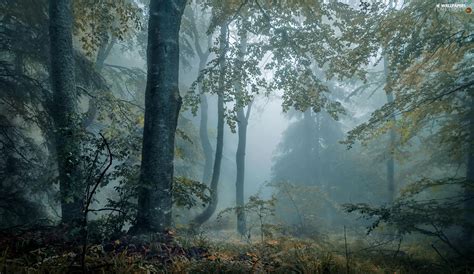 Viewes Fog Plants Trees Forest For Desktop Wallpapers 1920x1110