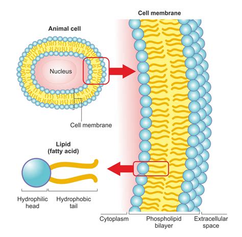 Cell Membrane Lipid Bilayer Labeled Functions And Diagram