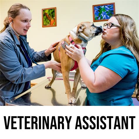 Veterinary Assistant Boght Veterinary Clinic