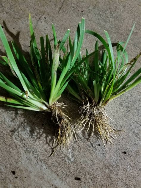 Weed Identification In Southern Louisiana Lawnsite