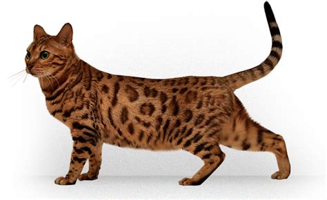 Bengal Cats Png Images Transparent Free Download Pngmart