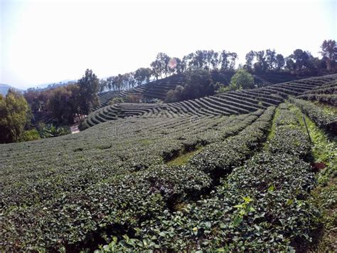 Beautiful Landscape Of 101 Tea Plantation Doi Mae Salong Chiang Rai Province Northern Thailand
