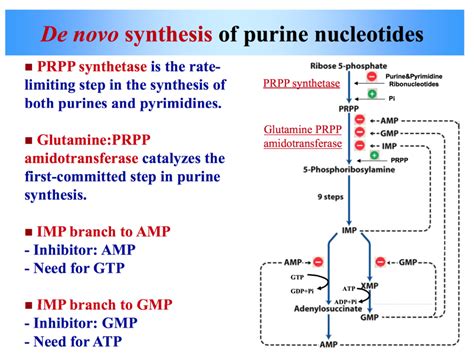 De Novo Synthesis Of Purine Nucleotides