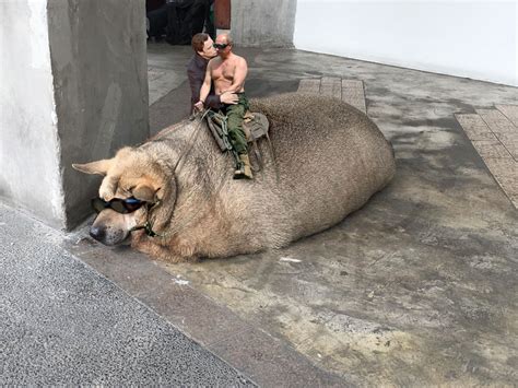My dog has been very sick from pancreatitis and. PsBattle: This very large stray dog in Bangkok ...